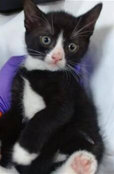 Domestic Short Hair Cats Available for Adoption in Doral, Florida - IRIS | PetCurious