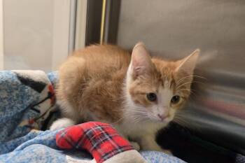 Georgie -  Domestic Short Hair Cat for Adoption in Dickson, Tennessee - Georgie | PetCurious