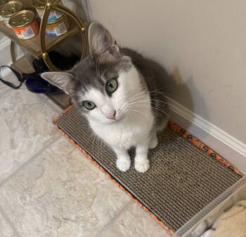 Rescue Domestic Short Hair Cats for Adoption in Nashville, Tennessee - Annie Belle | PetCurious