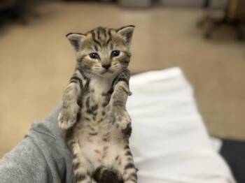 Domestic Short Hair Cats Available for Adoption in Doral, Florida - JEWELS | PetCurious