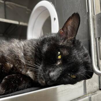 Domestic Medium Hair Cats Available for Adoption - Blotch | PetCurious