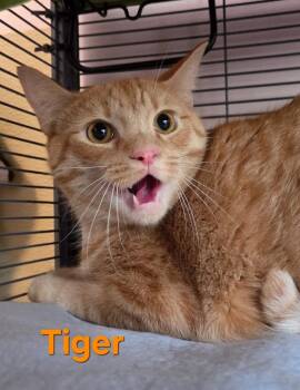 Tiger -  Domestic Short Hair Cat for Adoption in Rutherfordton, North Carolina - Tiger | PetCurious
