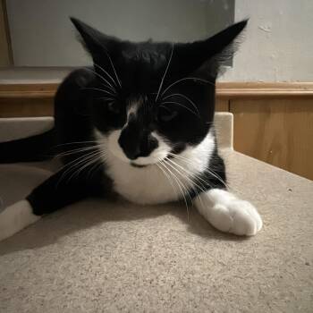Domestic Short Hair Cats Available for Adoption in Rochester, Minnesota - Penguin | PetCurious