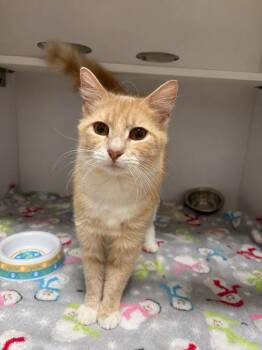 Domestic Medium Hair Cats Available for Adoption in Bolivar, Missouri - Pearl | PetCurious