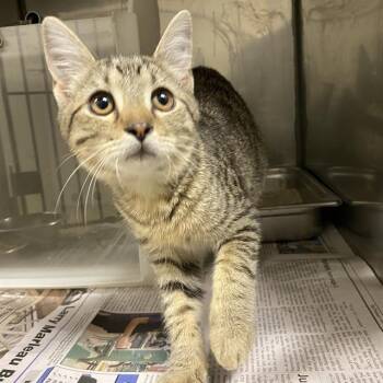 A613501 -  Domestic Short Hair Cat for Adoption in Modesto, California - A613501 | PetCurious