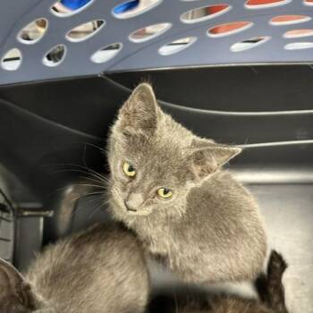 Chelsea -  Domestic Short Hair Cat for Adoption in Indianapolis, Indiana - Chelsea | PetCurious