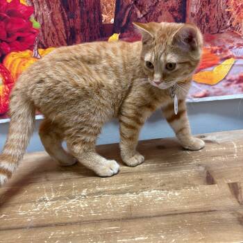 Rescue Domestic Short Hair Cats for Adoption in Normal, Illinois - Ziggy | PetCurious