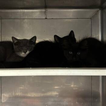Chip -  Domestic Medium Hair Cat for Adoption in Hawthorne, California - Chip | PetCurious