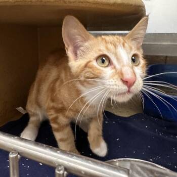 Flounder -  Domestic Short Hair Cat for Adoption in Spokane, Washington - Flounder | PetCurious