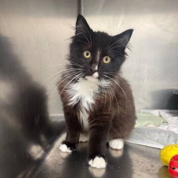 Scar -  Domestic Medium Hair Cat for Adoption in Pekin, Illinois - Scar | PetCurious