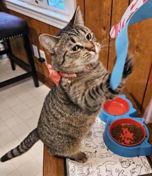 Cleo (LW) -  Domestic Short Hair Cat for Adoption in Powdersville, South Carolina - Cleo (LW) | PetCurious