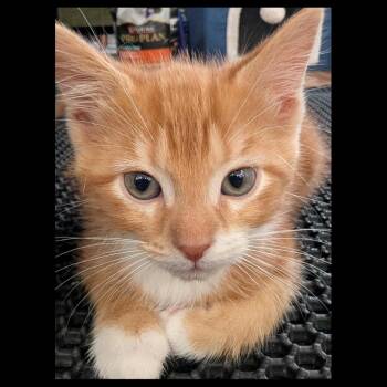 Domestic Short Hair Cats Available for Adoption in Lexington, Kentucky - Braden | PetCurious