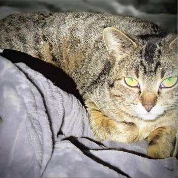 Rescue Domestic Short Hair Cats for Adoption in Rochester, Minnesota - Blue Bell | PetCurious