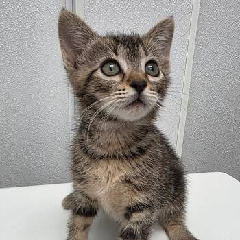 Linda -  Domestic Short Hair Cat Available for Adoption in Abilene, Texas - Linda | PetCurious