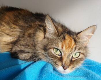 Rescue Domestic Long Hair Cats for Adoption in Belmont, New York - Callie | PetCurious