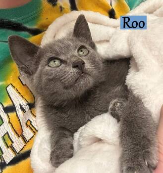 Rescue Domestic Short Hair Cats for Adoption - Roo 2 | PetCurious