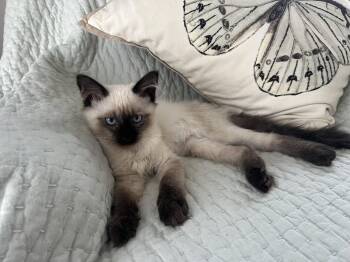 Rescue Domestic Medium Hair and Siamese Cats for Adoption in Cottonwood Heights, Utah - Fernando | PetCurious