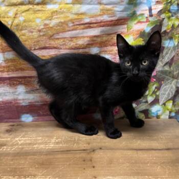 Barry -  Domestic Short Hair Cat for Adoption in Normal, Illinois - Barry | PetCurious