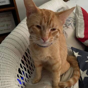 Leo -  Domestic Short Hair Cat for Adoption in Henderson, Kentucky - Leo | PetCurious