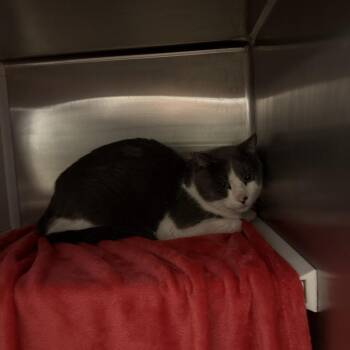 Harold -  Domestic Short Hair Cat for Adoption in Council Bluffs, Iowa - Harold | PetCurious