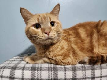 Rescue Tabby and Domestic Medium Hair Cats for Adoption in Greensburg, Pennsylvania - Corona | PetCurious