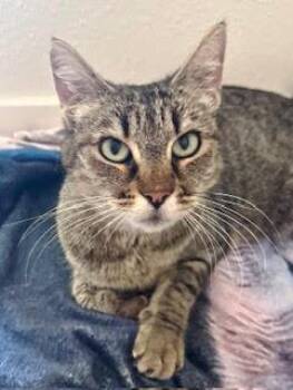 Marion -  Tabby and Domestic Short Hair Cat for Adoption in San Luis Obispo, California - Marion | PetCurious