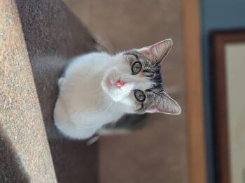 Rescue Domestic Short Hair Cats for Adoption in Park Rapids, Minnesota - Muffin | PetCurious