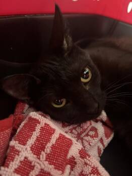 American Shorthair Cats Available for Adoption in Tampa, Florida - Cordelia | PetCurious