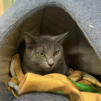 Sable -  Domestic Short Hair Cat for Adoption in State College, Pennsylvania - Sable | PetCurious