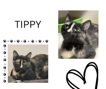 Rescue Domestic Short Hair Cats for Adoption in Tama, Iowa - Tippy | PetCurious