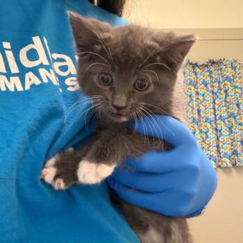 Domestic Short Hair Cats Available for Adoption in Council Bluffs, Iowa - Cherry | PetCurious
