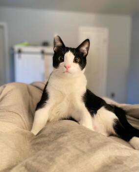 Rescue Domestic Short Hair Cats for Adoption in Harrison Township, New Jersey - Ventnor | PetCurious