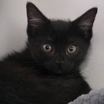 Rue -  Domestic Short Hair Cat for Adoption in Ojai, California - Rue | PetCurious
