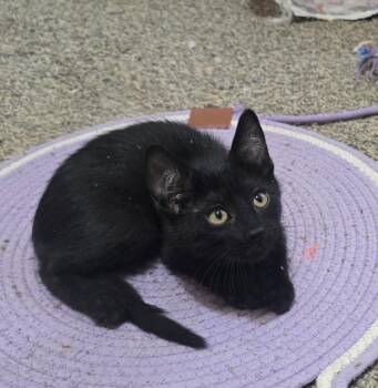 Azriel -  Domestic Short Hair Cat for Adoption in Mesa, Arizona - Azriel | PetCurious