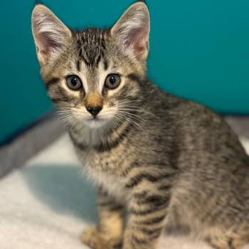 S&T: Twix -  Domestic Short Hair Cat for Adoption in Falls Church, Virginia - S&T: Twix | PetCurious