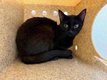 ALEXIS -  Domestic Short Hair Cat for Adoption in Antioch, California - ALEXIS | PetCurious