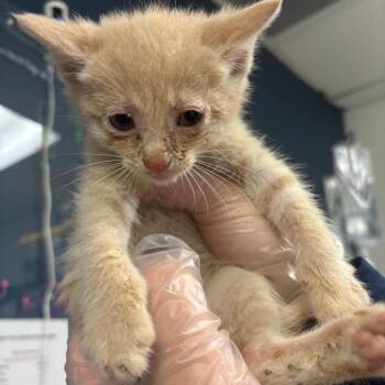 Nerf -  Domestic Short Hair Cat for Adoption in Newark, New Jersey - Nerf | PetCurious