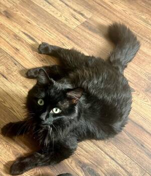 Domestic Long Hair Cats Available for Adoption - Chunk | PetCurious