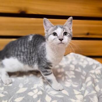Versace -  Domestic Short Hair and Mixed Breed Cat for Adoption in Woodstock, Illinois - Versace | PetCurious