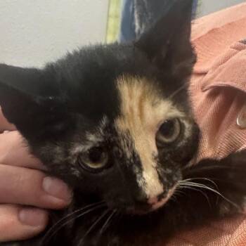 Jane -  Domestic Short Hair Cat Available for Adoption in Midland, Texas - Jane | PetCurious