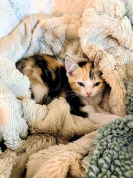 Vixen - Sweet and affectionate -  Domestic Short Hair Cat Available for Adoption in Muskego, Wisconsin - Vixen - Sweet And Affectionate | PetCurious