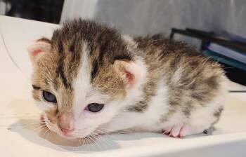Luanne 5.23.26 (prespay) -  Domestic Short Hair Cat for Adoption in Apopka, Florida - Luanne 5.23.26 (prespay) | PetCurious