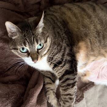 Milly -  Domestic Short Hair Cat for Adoption in Ardsley, New York - Milly | PetCurious