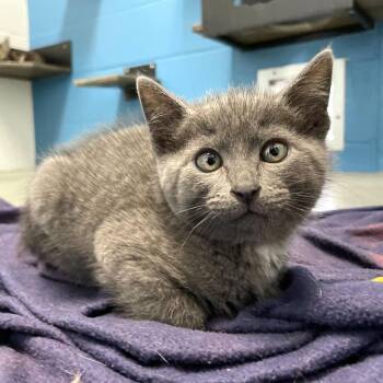 Groundhog -  Domestic Short Hair Cat Available for Adoption in Carencro, Louisiana - Groundhog | PetCurious