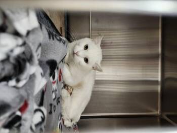 Rescue Domestic Short Hair Cats for Adoption in Renfrew, Pennsylvania - Whisp | PetCurious