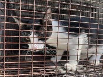A659681 -  Domestic Short Hair Cat for Adoption in Houston, Texas - A659681 | PetCurious