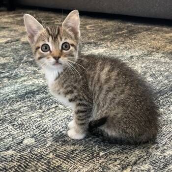 Domestic Short Hair Cats Available for Adoption in Morrison, Colorado - Guava Van Byssum | PetCurious