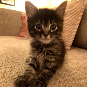 Muffin -  Domestic Long Hair Cat for Adoption in Renton, Washington - Muffin | PetCurious