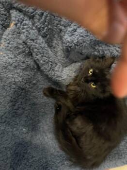 Domestic Long Hair Cats Available for Adoption - Aponi | PetCurious