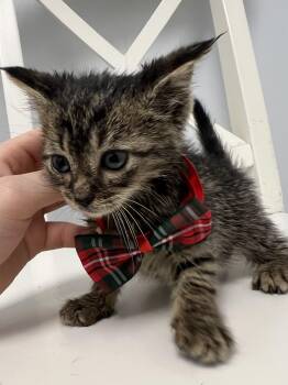 Figgy -  Domestic Short Hair Cat for Adoption in Bethesda, Maryland - Figgy | PetCurious